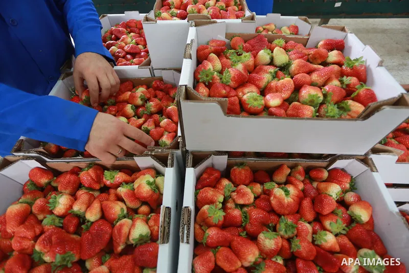 Palestinians pack strawberries after harvest in Beit Lahia, in the northern Gaza Strip, on March 2, 2017. Israel granted approval for the export of a small amount of Palestinian Strawberries from the Gaza Strip to the We...