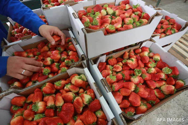 Palestinians pack strawberries after harvest in Beit Lahia, in the northern Gaza Strip, on March 2, 2017. Israel granted approval for the export of a small amount of Palestinian Strawberries from the Gaza Strip to the We...