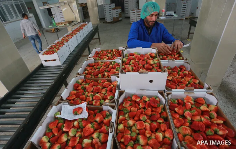 Palestinians pack strawberries after harvest in Beit Lahia, in the northern Gaza Strip, on March 2, 2017. Israel granted approval for the export of a small amount of Palestinian Strawberries from the Gaza Strip to the We...