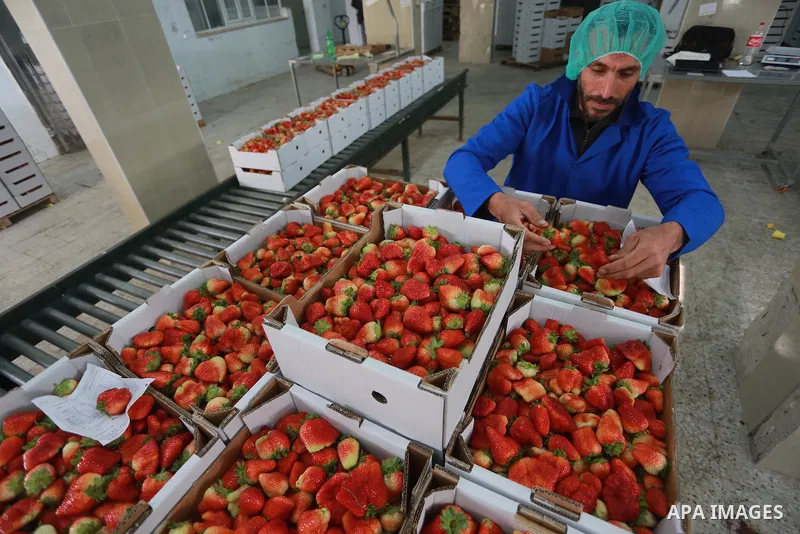 Palestinians pack strawberries after harvest in Beit Lahia, in the northern Gaza Strip, on March 2, 2017. Israel granted approval for the export of a small amount of Palestinian Strawberries from the Gaza Strip to the We...