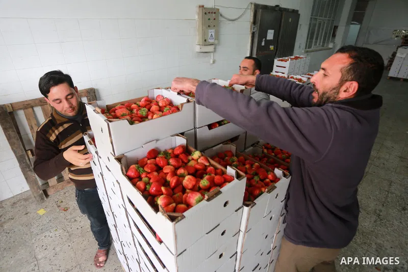 Palestinians pack strawberries after harvest in Beit Lahia, in the northern Gaza Strip, on March 2, 2017. Israel granted approval for the export of a small amount of Palestinian Strawberries from the Gaza Strip to the We...