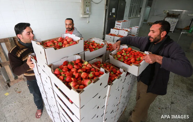 Palestinians pack strawberries after harvest in Beit Lahia, in the northern Gaza Strip, on March 2, 2017. Israel granted approval for the export of a small amount of Palestinian Strawberries from the Gaza Strip to the We...