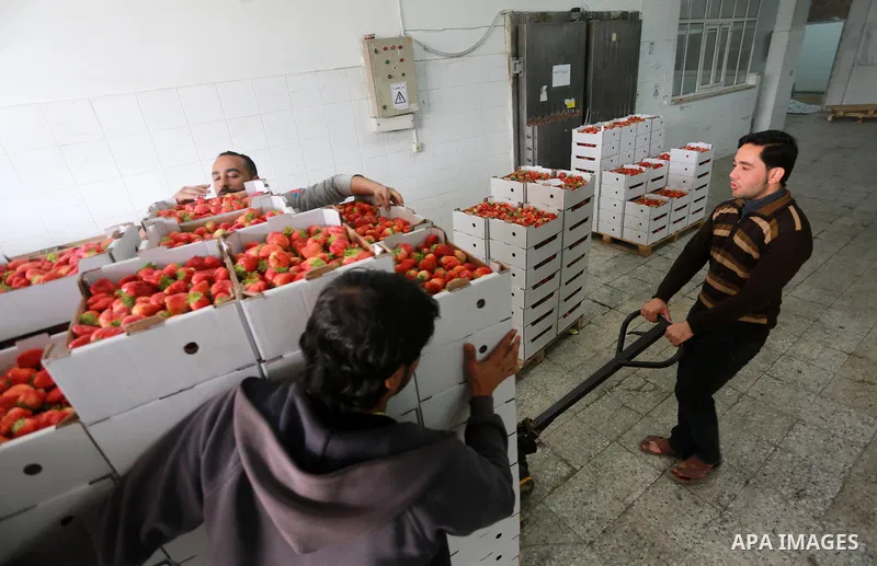 Palestinians pack strawberries after harvest in Beit Lahia, in the northern Gaza Strip, on March 2, 2017. Israel granted approval for the export of a small amount of Palestinian Strawberries from the Gaza Strip to the We...