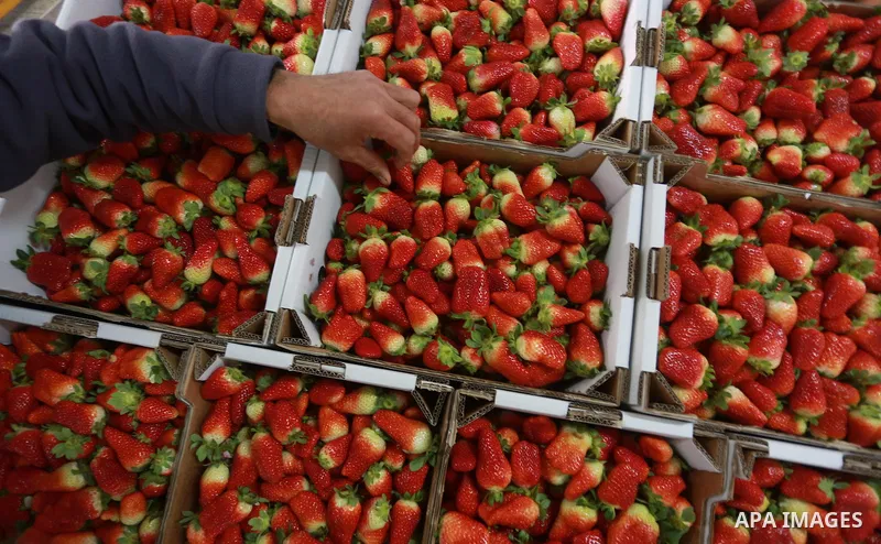 Palestinians pack strawberries after harvest in Beit Lahia, in the northern Gaza Strip, on March 2, 2017. Israel granted approval for the export of a small amount of Palestinian Strawberries from the Gaza Strip to the We...