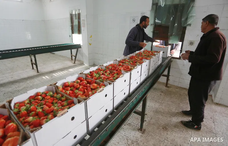Palestinians pack strawberries after harvest in Beit Lahia, in the northern Gaza Strip, on March 2, 2017. Israel granted approval for the export of a small amount of Palestinian Strawberries from the Gaza Strip to the We...