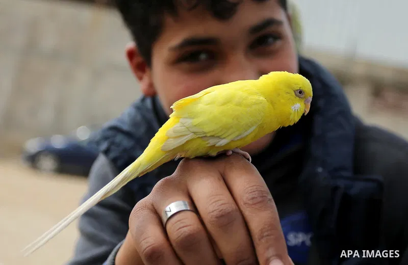 A Palestinian vendor displays his birds at a market in Gaza city, on March 04, 2017. Photo by Ashraf Amra