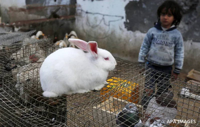 A Palestinian boy stands next to a cage of birds and rabbits at a market in Gaza city, on March 04, 2017. Photo by Ashraf Amra