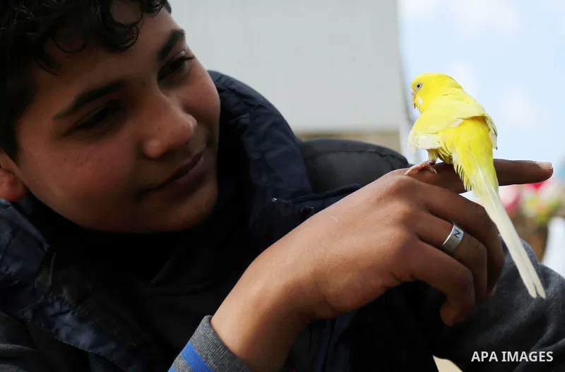A Palestinian vendor displays his birds at a market in Gaza city, on March 04, 2017. Photo by Ashraf Amra