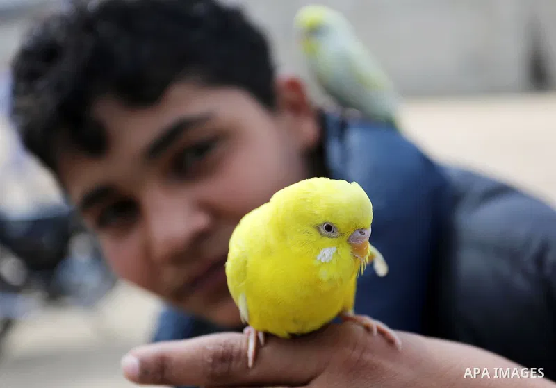 A Palestinian vendor displays his birds at a market in Gaza city, on March 04, 2017. Photo by Ashraf Amra