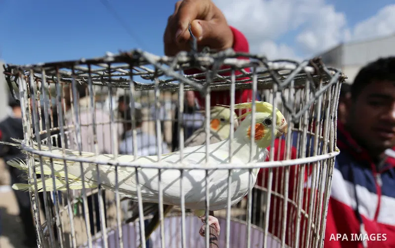 A Palestinian vendor displays his birds at a market in Gaza city, on March 04, 2017. Photo by Ashraf Amra