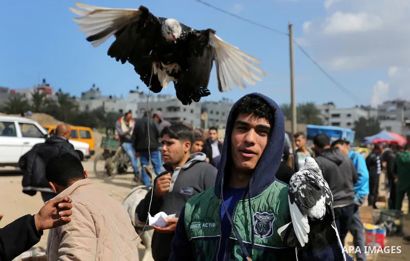 A Palestinian vendor displays his birds at a market in Gaza city, on March 04, 2017. Photo by Ashraf Amra