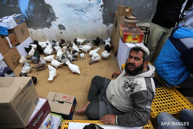 A Palestinian vendor displays his birds at a market in Gaza city, on March 04, 2017. Photo by Ashraf Amra
