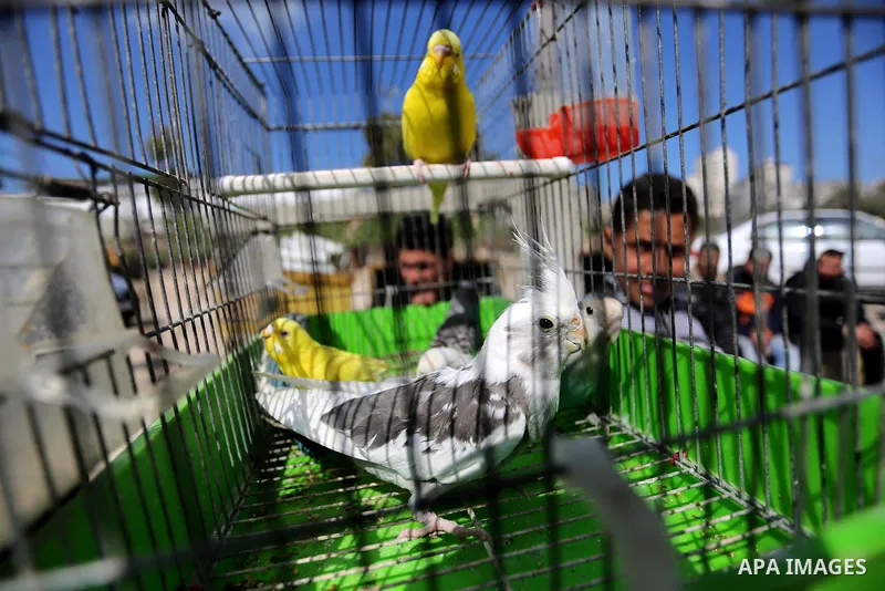 A Palestinian vendor displays his birds at a market in Gaza city, on March 04, 2017. Photo by Ashraf Amra