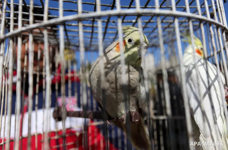 A Palestinian vendor displays his birds at a market in Gaza city, on March 04, 2017. Photo by Ashraf Amra