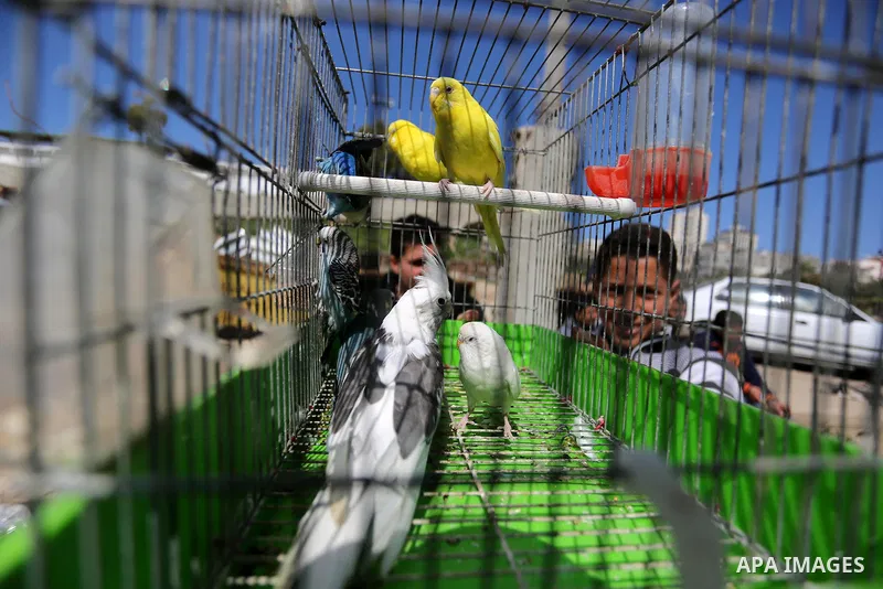 A Palestinian vendor displays his birds at a market in Gaza city, on March 04, 2017. Photo by Ashraf Amra