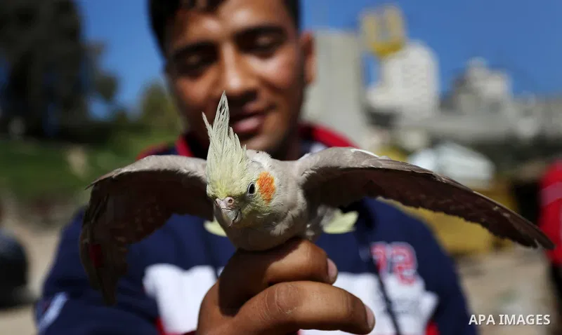 A Palestinian vendor displays his birds at a market in Gaza city, on March 04, 2017. Photo by Ashraf Amra