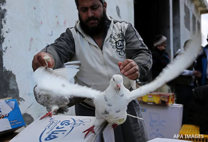 A Palestinian vendor displays his birds at a market in Gaza city, on March 04, 2017. Photo by Ashraf Amra