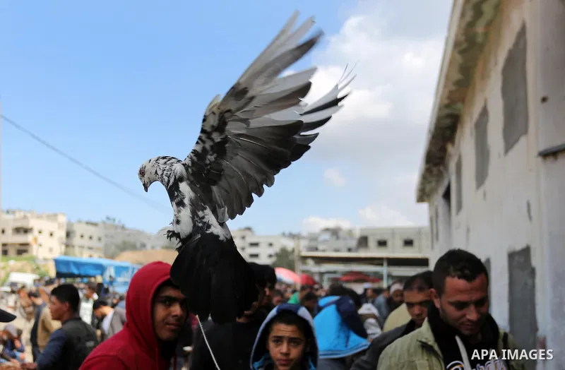 A Palestinian vendor displays his birds at a market in Gaza city, on March 04, 2017. Photo by Ashraf Amra