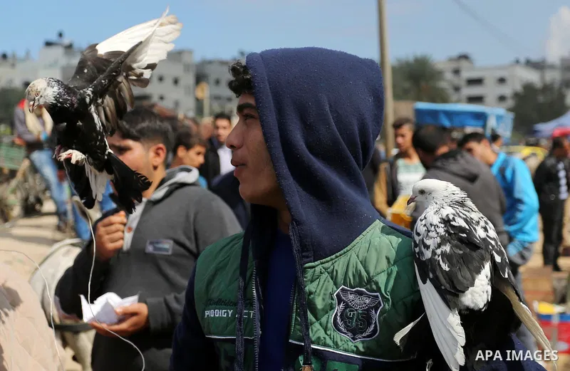 A Palestinian vendor displays his birds at a market in Gaza city, on March 04, 2017. Photo by Ashraf Amra