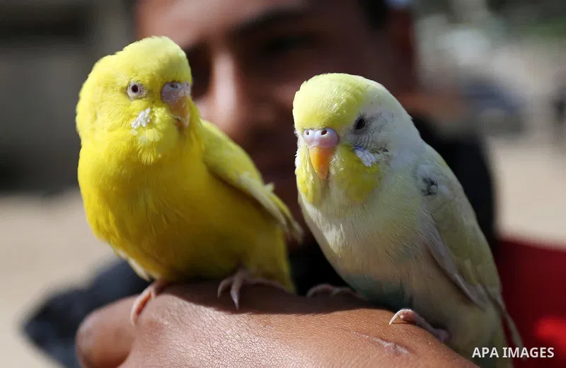 A Palestinian vendor displays his birds at a market in Gaza city, on March 04, 2017. Photo by Ashraf Amra