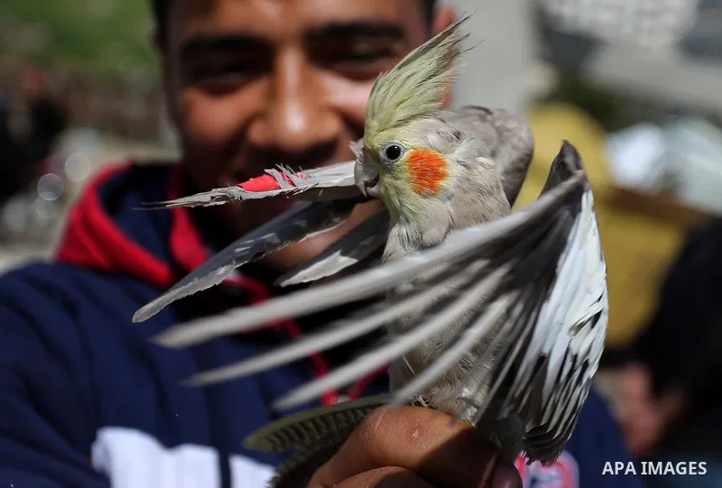 A Palestinian vendor displays his birds at a market in Gaza city, on March 04, 2017. Photo by Ashraf Amra