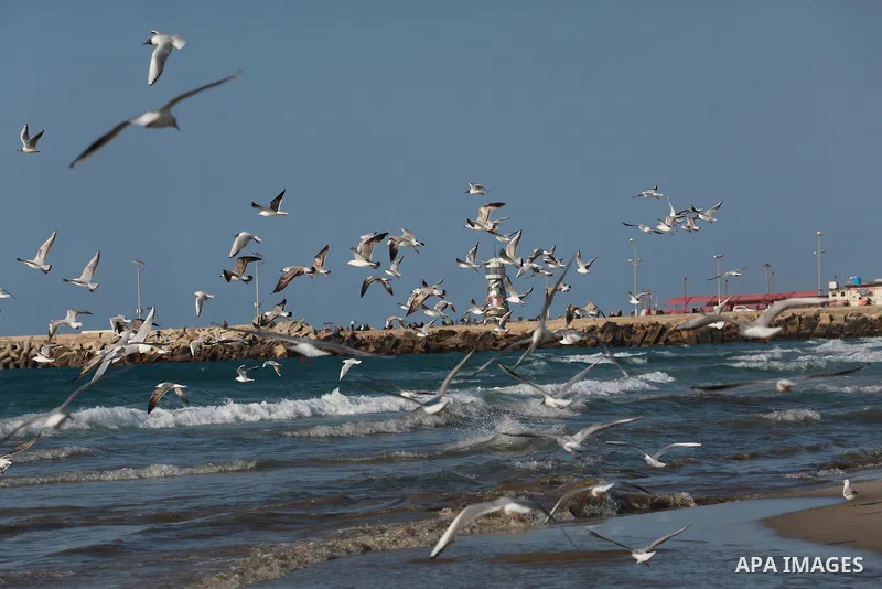 Seagulls swim in the mediterranean sea off the coast of Gaza city on March 6, 2017. Photo by Mohammed Asad