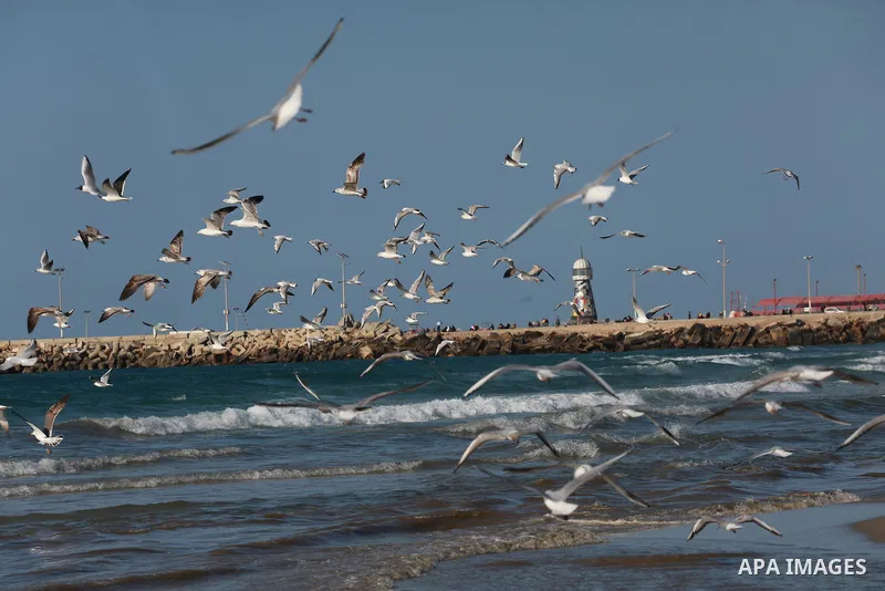 Seagulls swim in the mediterranean sea off the coast of Gaza city on March 6, 2017. Photo by Mohammed Asad