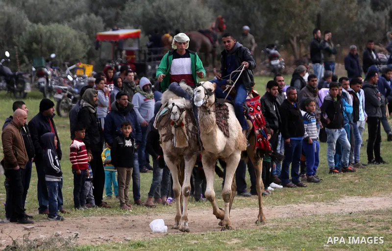 Palestinians ride camels during a heritage festival in Zawayda in the central Gaza Strip March 17, 2017. Photo by Ashraf Amra