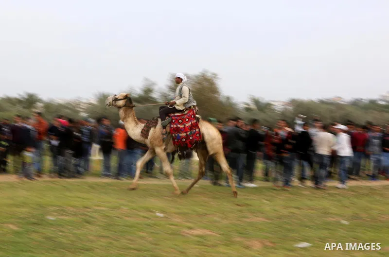 A Palestinian man rides a camel during a heritage festival in Zawayda in the central Gaza Strip March 17, 2017. Photo by Ashraf Amra