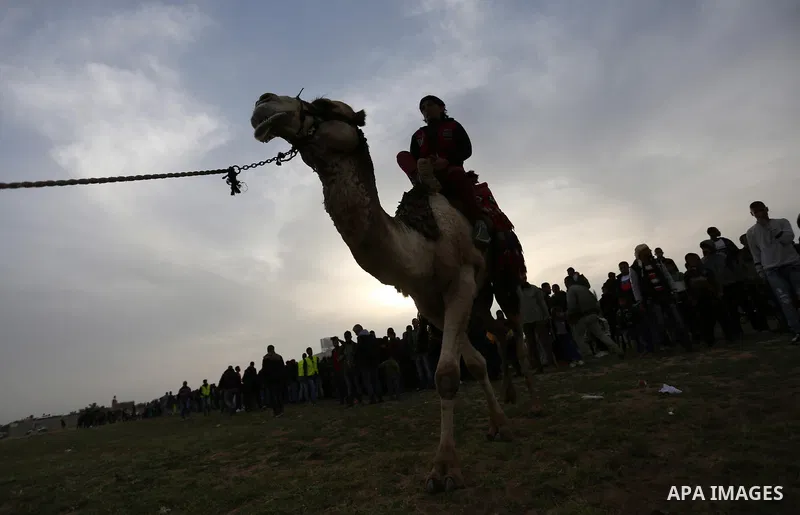 A Palestinian man rides a camel during a heritage festival in Zawayda in the central Gaza Strip March 17, 2017. Photo by Ashraf Amra