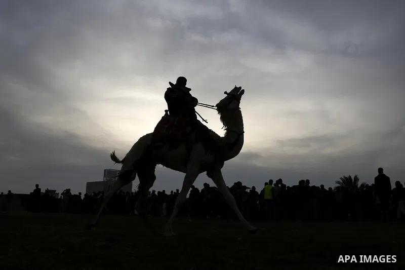 A Palestinian man rides a camel during a heritage festival in Zawayda in the central Gaza Strip March 17, 2017. Photo by Ashraf Amra