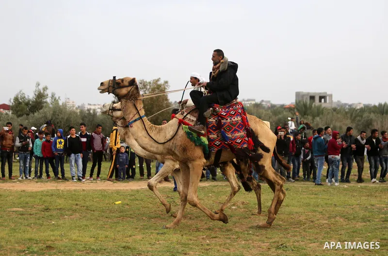 Palestinians ride camels during a heritage festival in Zawayda in the central Gaza Strip March 17, 2017. Photo by Ashraf Amra