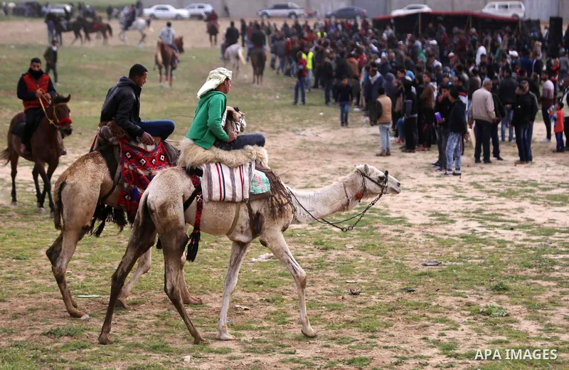 Palestinians ride camels during a heritage festival in Zawayda in the central Gaza Strip March 17, 2017. Photo by Ashraf Amra