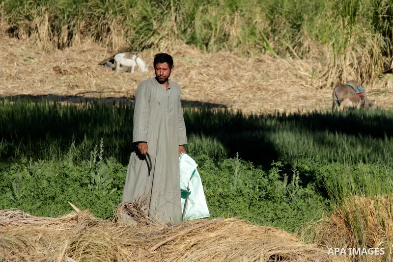 Egyptian farmers collect sugar cane during the annual harvesting season, Luxor, south of Cairo Egypt, on March 21, 2017. The city of Luxor, ancient Egyptian city of Thebes. Recognized as the greatest open-air museum of t...
