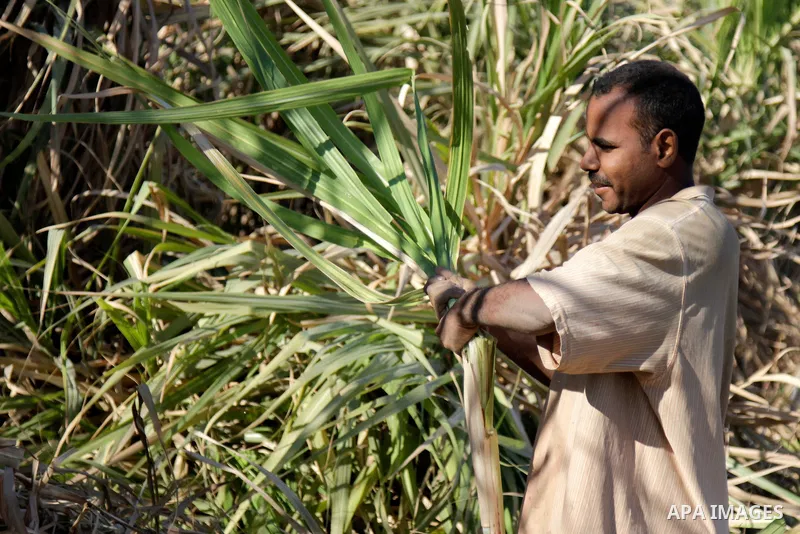 Egyptian farmers collect sugar cane during the annual harvesting season, Luxor, south of Cairo Egypt, on March 21, 2017. The city of Luxor, ancient Egyptian city of Thebes. Recognized as the greatest open-air museum of t...