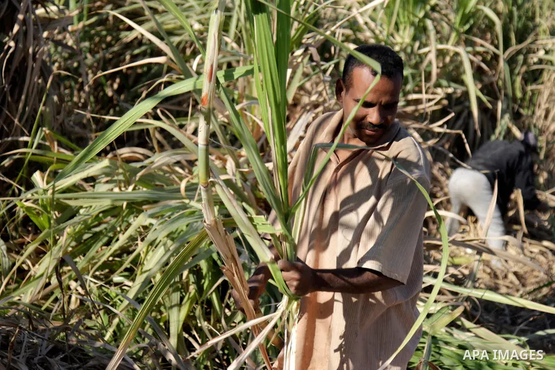Egyptian farmers collect sugar cane during the annual harvesting season, Luxor, south of Cairo Egypt, on March 21, 2017. The city of Luxor, ancient Egyptian city of Thebes. Recognized as the greatest open-air museum of t...