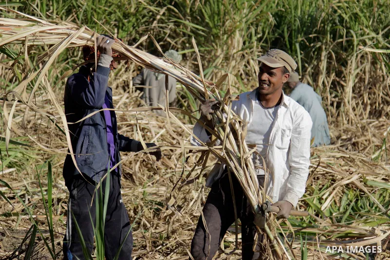 Egyptian farmers collect sugar cane during the annual harvesting season, Luxor, south of Cairo Egypt, on March 21, 2017. The city of Luxor, ancient Egyptian city of Thebes. Recognized as the greatest open-air museum of t...