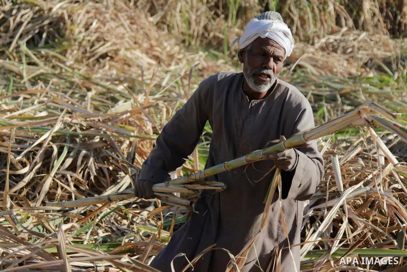 Egyptian farmers collect sugar cane during the annual harvesting season, Luxor, south of Cairo Egypt, on March 21, 2017. The city of Luxor, ancient Egyptian city of Thebes. Recognized as the greatest open-air museum of t...