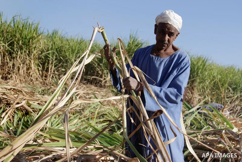 Egyptian farmers collect sugar cane during the annual harvesting season, Luxor, south of Cairo Egypt, on March 21, 2017. The city of Luxor, ancient Egyptian city of Thebes. Recognized as the greatest open-air museum of t...