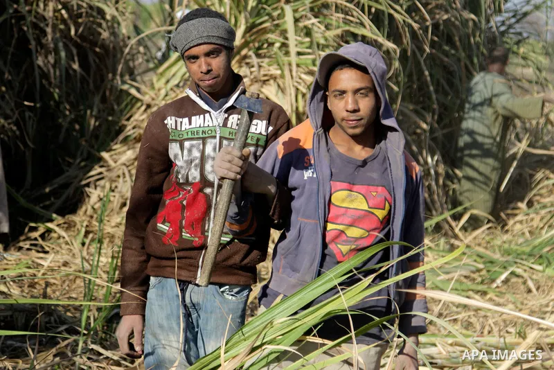 Egyptian farmers collect sugar cane during the annual harvesting season, Luxor, south of Cairo Egypt, on March 21, 2017. The city of Luxor, ancient Egyptian city of Thebes. Recognized as the greatest open-air museum of t...