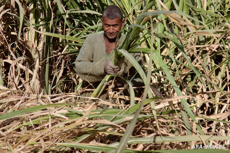 Egyptian farmers collect sugar cane during the annual harvesting season, Luxor, south of Cairo Egypt, on March 21, 2017. The city of Luxor, ancient Egyptian city of Thebes. Recognized as the greatest open-air museum of t...