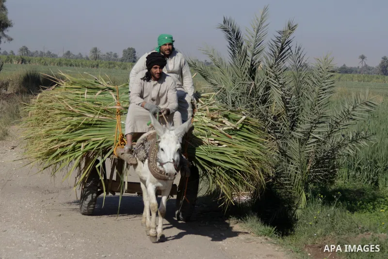 Egyptian farmers collect sugar cane during the annual harvesting season, Luxor, south of Cairo Egypt, on March 21, 2017. The city of Luxor, ancient Egyptian city of Thebes. Recognized as the greatest open-air museum of t...