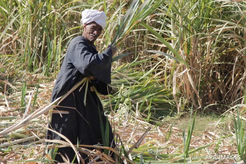 Egyptian farmers collect sugar cane during the annual harvesting season, Luxor, south of Cairo Egypt, on March 21, 2017. The city of Luxor, ancient Egyptian city of Thebes. Recognized as the greatest open-air museum of t...