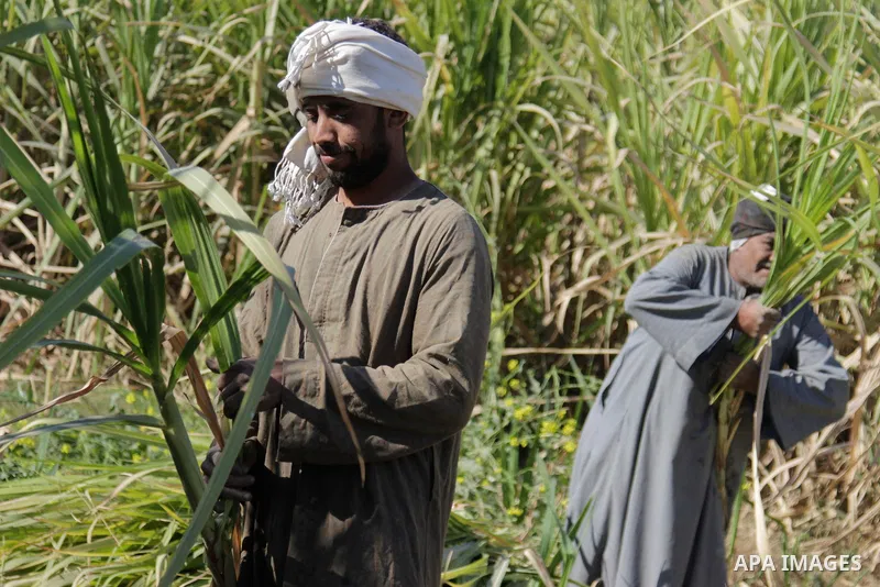 Egyptian farmers collect sugar cane during the annual harvesting season, Luxor, south of Cairo Egypt, on March 21, 2017. The city of Luxor, ancient Egyptian city of Thebes. Recognized as the greatest open-air museum of t...