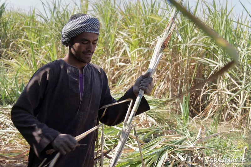 Egyptian farmers collect sugar cane during the annual harvesting season, Luxor, south of Cairo Egypt, on March 21, 2017. The city of Luxor, ancient Egyptian city of Thebes. Recognized as the greatest open-air museum of t...