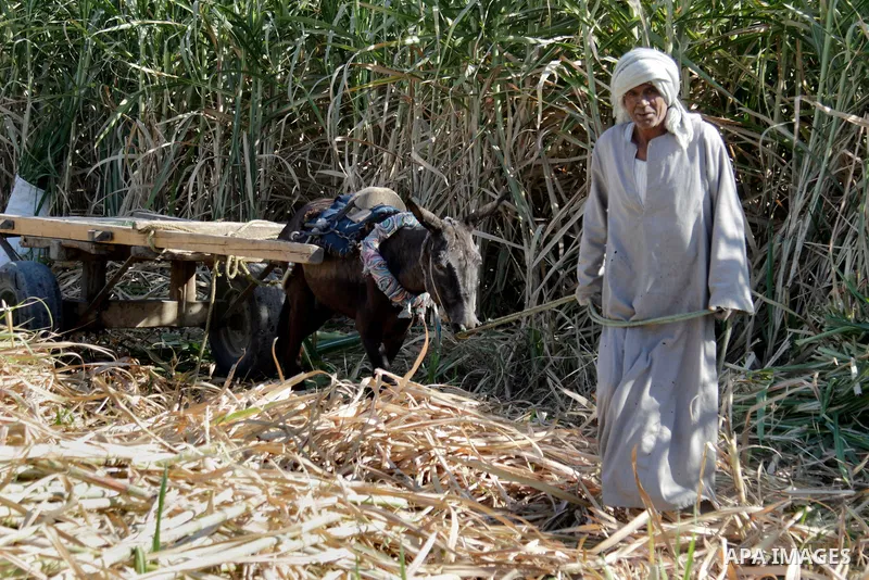 Egyptian farmers collect sugar cane during the annual harvesting season, Luxor, south of Cairo Egypt, on March 21, 2017. The city of Luxor, ancient Egyptian city of Thebes. Recognized as the greatest open-air museum of t...