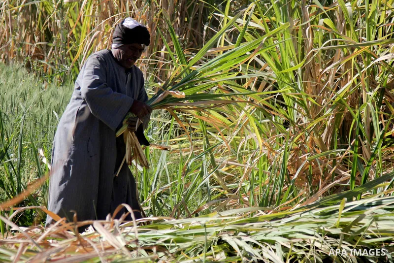Egyptian farmers collect sugar cane during the annual harvesting season, Luxor, south of Cairo Egypt, on March 21, 2017. The city of Luxor, ancient Egyptian city of Thebes. Recognized as the greatest open-air museum of t...