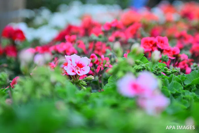 A picture taken on March 24, 2017 shows flowers ar seen at Spring flowers exhibition at the Orman Garden, in Cairo, Egypt. Photo by Amr Sayed
