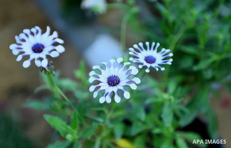 A picture taken on March 24, 2017 shows flowers ar seen at Spring flowers exhibition at the Orman Garden, in Cairo, Egypt. Photo by Amr Sayed