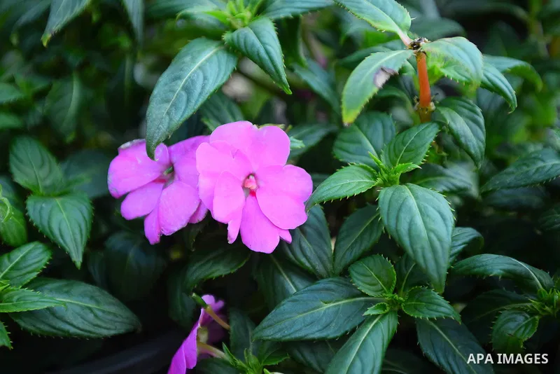 A picture taken on March 24, 2017 shows flowers ar seen at Spring flowers exhibition at the Orman Garden, in Cairo, Egypt. Photo by Amr Sayed
